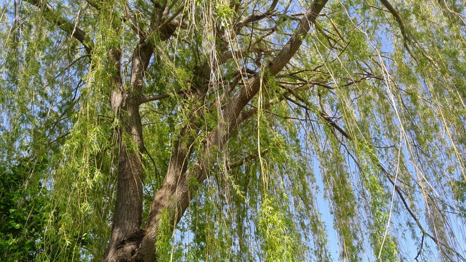 Weeping Willow