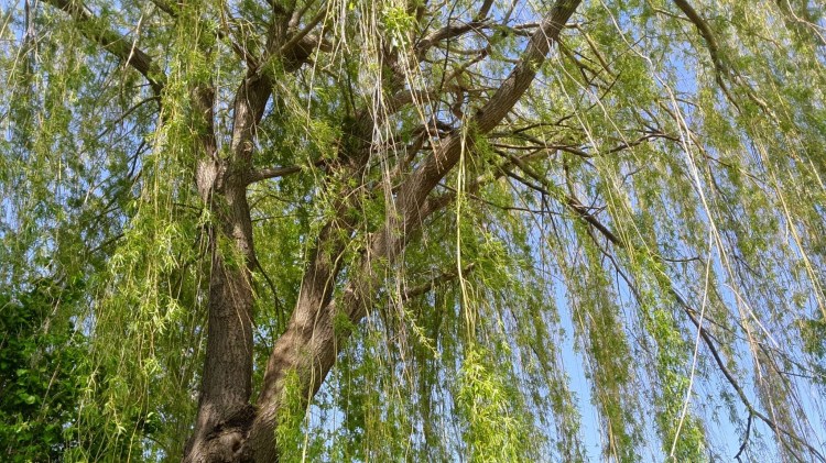Weeping Willow